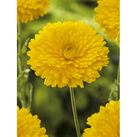 Souci des jardins 'Ball's Golden Yellow' le sachet de 300 graines (2,5g) (1/2)