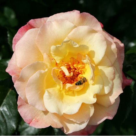 2 x Rosa - Rosier grimpante Kordes - Rosa 'Moonlight'®
