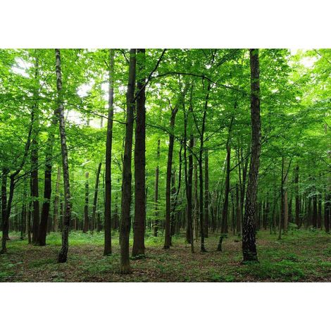 Photo murale forêt d'arbres verts 360x254 cm 4 lés (1/3)