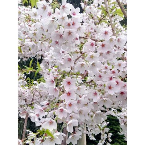 Cerisier à fleur yedoensis Pot de 12L/15L (1/2)