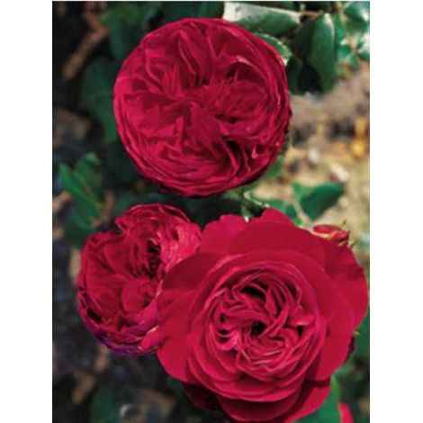 Rosier à fleurs groupées 'Red Leonardo da Vinci' Racines nues en motte (1/2)