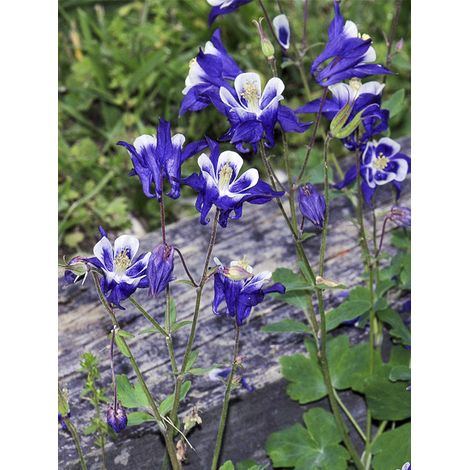 Ancolie des jardins 'Winky Blue White' Godet de 8/9 cm (1/2)