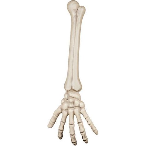 BRAS DE SQUELETTE 46 CM Beige, Ivoire, Crème, Écru, Naturel, Taupe