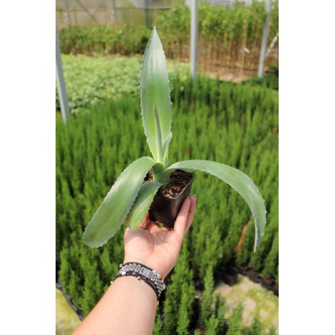 Agave blu "Agave americana" pianta grassa succulenta in vaso 7x7 cm