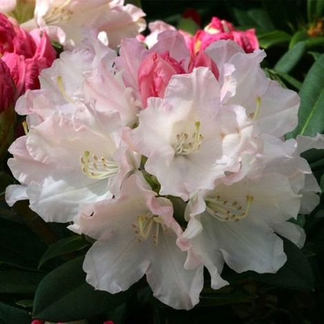 Rhododendron 'Dreamland' 25-30 cm (1/2)
