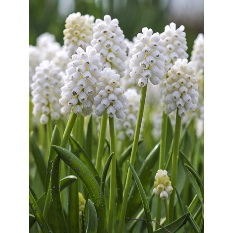 Muscari 'White Magic' Bulbe calibre 7+ (par 20) (1/2)