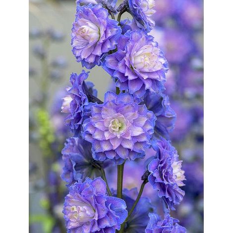 Pied d'Alouette elatum 'Highlander Bolero' Godet de 8/9 cm (1/3)