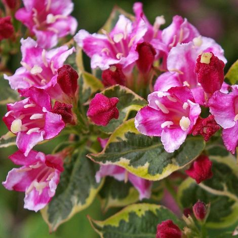 Weigela Brigela, Weigelia/Pot de 3L - 20/40 cm (1/5)
