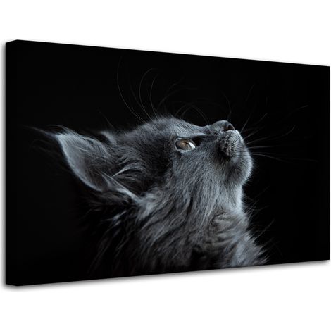 Leinwanddruck Tiere Perserkatze 80x50 cm