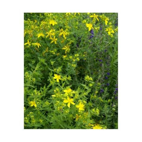 Millepertuis (Hypericum perforatum) graines – Exposition ensoleillée – Semis de mars à juin – Récolte de juin à septembre – Graines Bocquet
