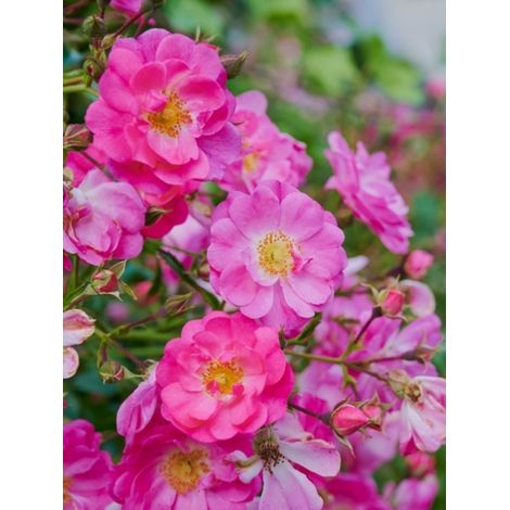 Rosier couvre-sol 'Bees Paradise Pink' Pot de 3L/4L (1/2)