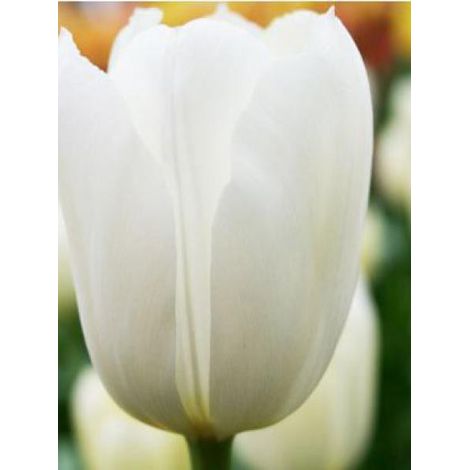 Tulipe simple tardive 'Maureen' Bulbe calibre 12+ (par 10)