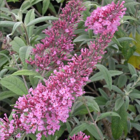Arbre aux papillons rose Pink Delight, Buddleia/Pot de 4L - 40/60 cm