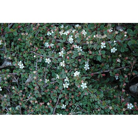 1 PIANTA DI COTONEASTER COTOGNASTRO DAMMERI STREIB'S FINDLING VASO 12CM Sempreverdi