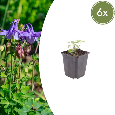 Aquilegia vulgaris Plante Vivace Rustique pour Jardin et Bordure H 10-25 cm - Lot de 6 (1/5)