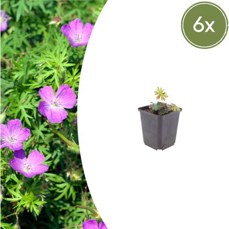 Lot de 6 Géraniums Sanguins Geranium sanguineum Vivace Fleurs Rose Vif 10-25cm Pot Ø9cm - PANGIVO (1/5)