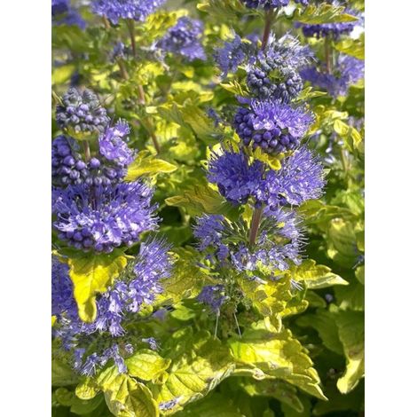 Barbe-bleue, Spirée bleue 'Good as Gold' Pot de 2L/3L (1/2)