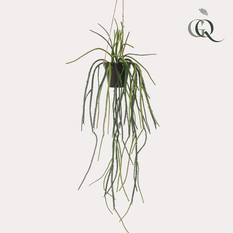 Plante Artificielle Rhypsalis Cactus Corail Retombante Décoration Intérieure 85 cm - PANGIVO (1/5)