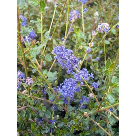 Céanothe, Lilas de Californie 'Blue Sapphyre' Pot de 2L/3L (1/2)