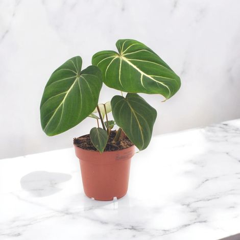 Gardenaria Philodendron gloriosum - Pianta da interno ornamentale - Altezza: 30 cm (vaso 12) (1/5)