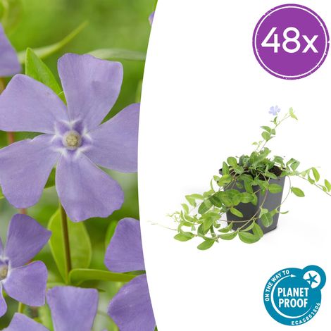 Lot de 48 Vinca minor 'La Grave' Pervenche Couvre-sol Persistant Fleurs Violettes Ø 9cm - PANGIVO (1/5)
