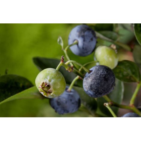 Kulturheidelbeere Heidelbeere 'Nelson' Vaccinium corymbosum 'Nelson' 2 L Topf 40- (1/5)