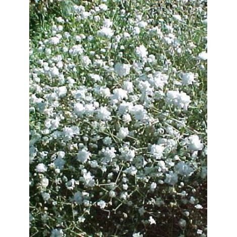 Gypsophile paniculé 'Bristol Fairy' Pot de 2L/3L