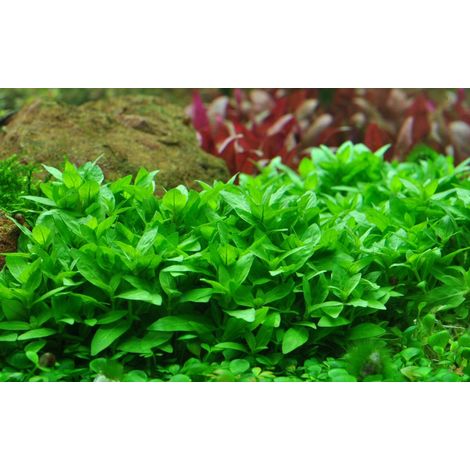 Aquarium Pflanze Staurogyne repens Tropica Nr.049G