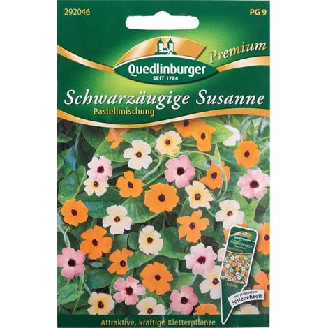 Schwarzäugige Susanne Pastellmischung (1/2)