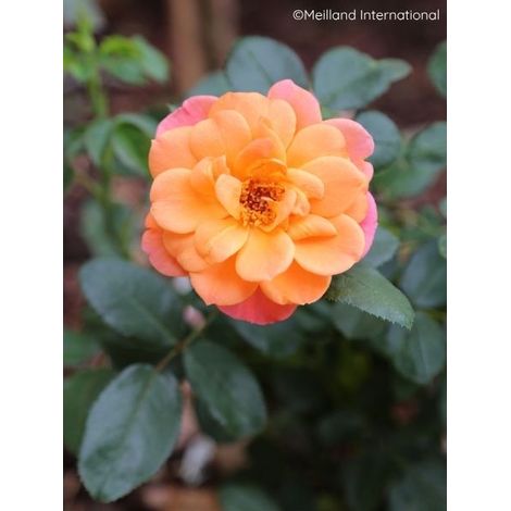 Rosier à fleurs groupées 'Sugar Candy Rose' Pot de 4L/5L (1/2)