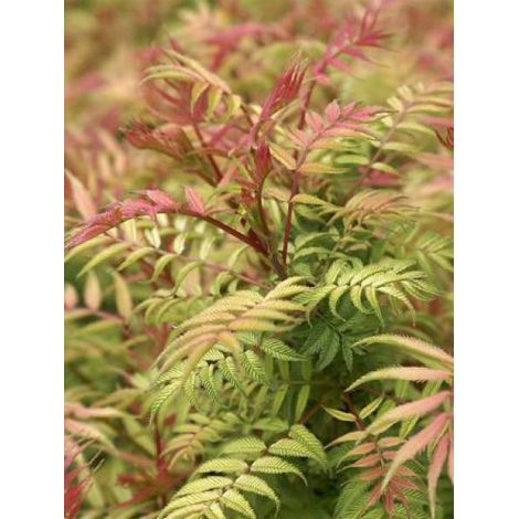 Sorbaria sorbifolia 'Sem'® Pot de 2L/3L (1/2)