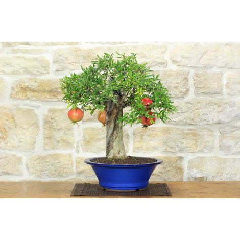 Bonsai di Melograno da frutto (150)