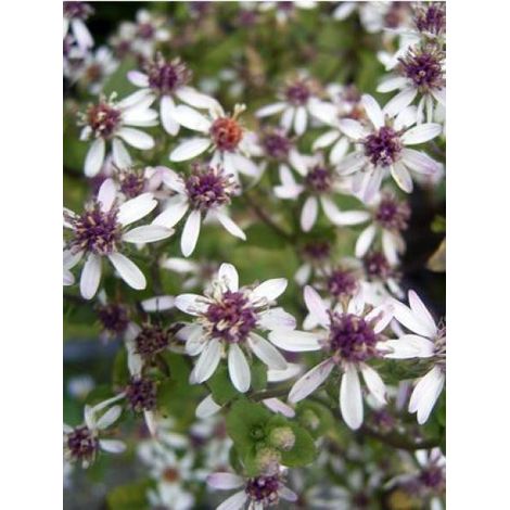 Aster divariqué Godet de 8/9 cm (1/4)