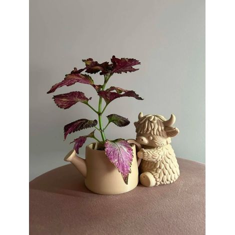 Joli pot décoratif original pour plantes grasses, fabriqué à partir de plantes grasses des hauts plateaux. Dimensions du pot : 19 × 10 × 11 cm (144 g)