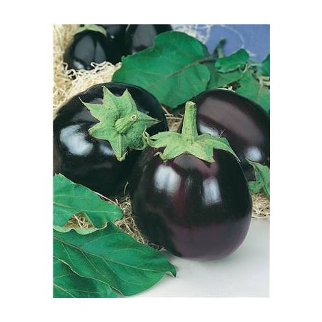 AUBERGINE BLACK BEAUTY