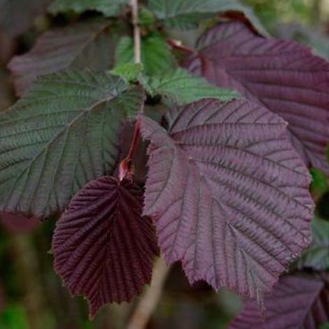 Noisetier pourpre - Corylus maxima 'Purpurea'  - 60-80 cm pot