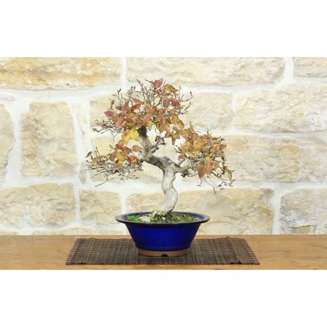 Bonsai di Carpino Coreano (14)
