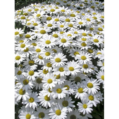 Marguerite 'Snow Lady' Pot de 2L/3L