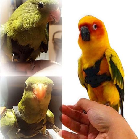 Gilet per pappagallo, pettorina per animali, guinzaglio regolabile per uccelli, pettorina di trazione per uccelli, corda per addestramento all'aperto, giocattolo per pappagalli, calopsitte alessandrin (1/4)