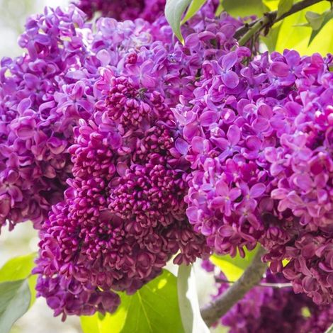 Lilas commun - Syringa vulgaris 'Charles Joly' - 40-60 cm pot
