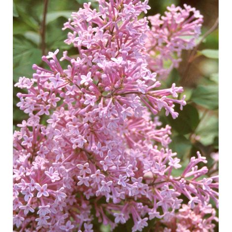 Lilas de Chine 'Josée' - Syringa 'Josee' - 40-60 cm pot