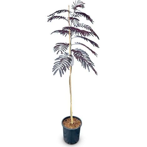 Arbre à dormir - Albizia Julibrissin « Summer Chocolate » - Arbre