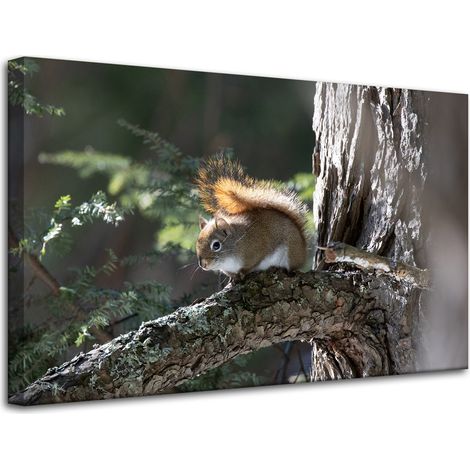 Lienzo impreso con la imagen de una ardilla (80x50 cm).