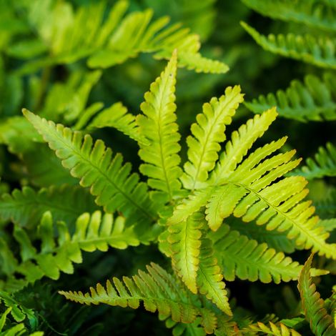 Fougère à frondes soyeuses - Polystichum polyblepharum 20/25 cm Godet 9cm