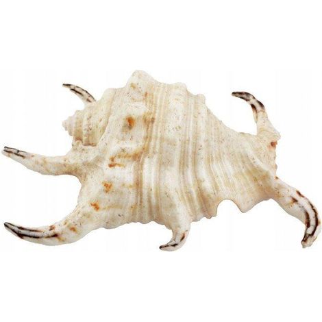 Décoration aquarium lucart coquille réaliste couleurs naturelles 12 cm