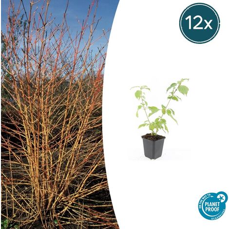 Lot de 12 Cornouiller Sanguin Anny's Winter Orange Arbuste Décoratif Rameaux Orange 10-25 cm Ø9 cm - PANGIVO (1/5)