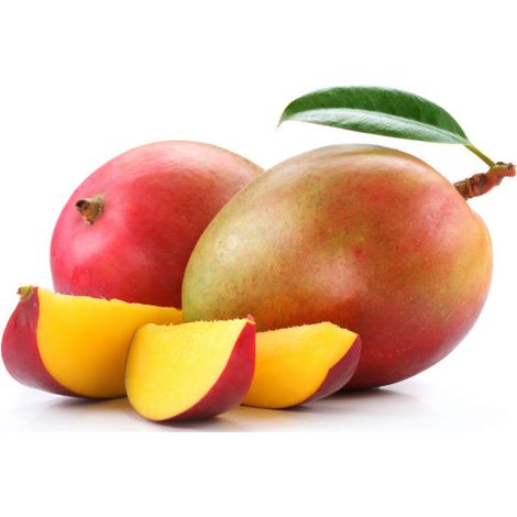 Vivaio Garden Forest – Plante de mangue Kensington – Arbre fruitier 15-20m – Feuillage persistant vert foncé – Fleurs blanc orangé – Fruits juteux et sucrés