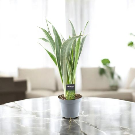 Gardenaria Sansevieria trifasciata 'Metallica' - Pianta da interno ornamentale - Altezza: 45 cm (vaso 14) (1/5)