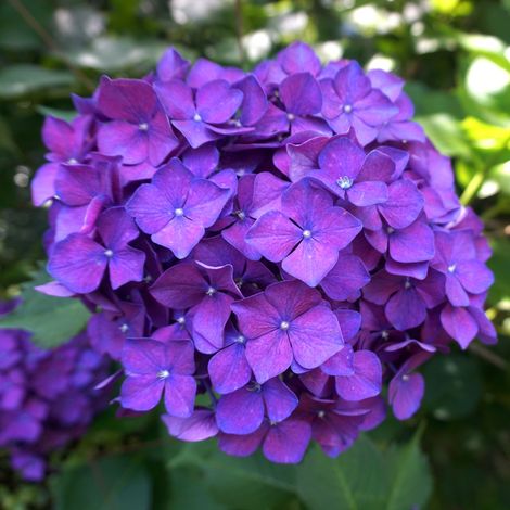 Hortensia Bodensee – Hydrangea macrophylla – Pot 3L – Arbuste caduc – Fleurs violet/bleu – Hauteur adulte 1.2 à 1.5 m – Mi-ombragé
