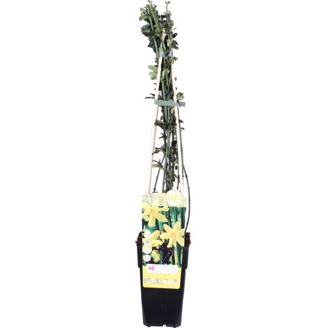 Jasmin d'Hiver (Jasminum nudiflorum) Plante Grimpante Floraison Hivernale Jaune Pot Ø15cm H65cm - PANGIVO